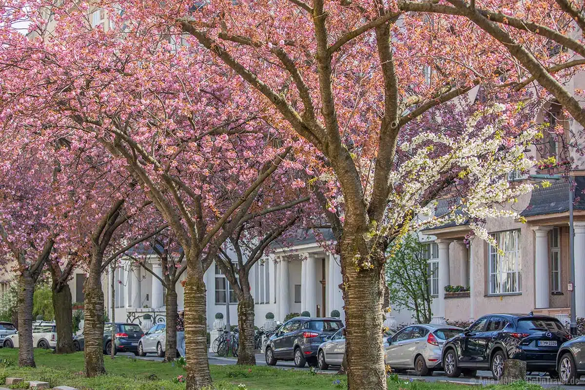 Kirschblüte in der Nymphenburger Straße Kirschblüte in der Nymphenburger Straße