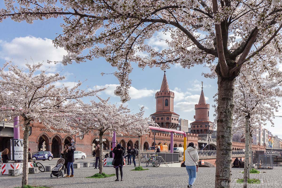 Kirschblüten an der Oberbaumbrücke