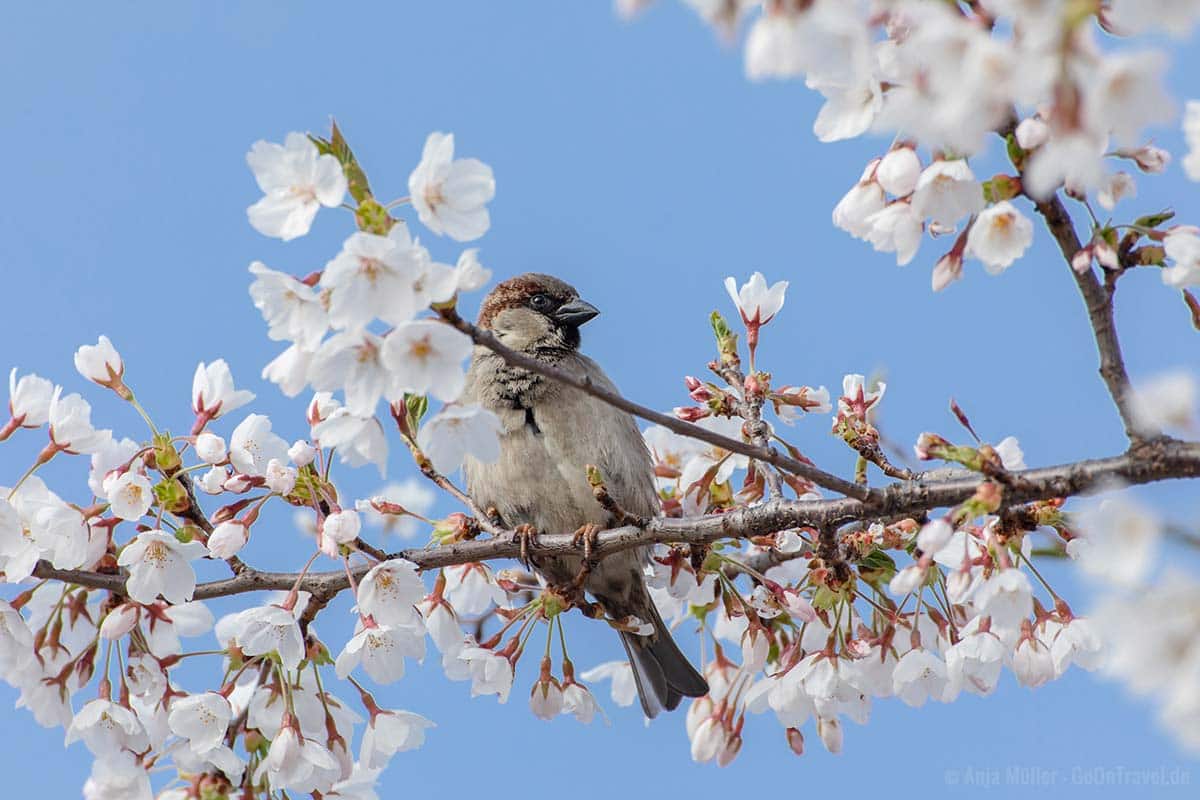 Spatz im Kirschbaum