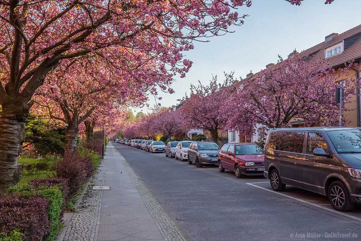 Kirschblüte in der Onkel-Bräsig-Straße