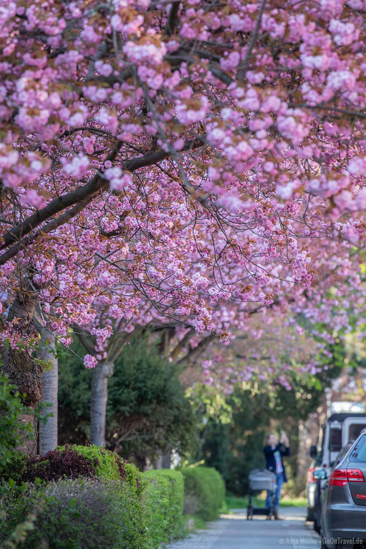 Rosa Blütenmeer in der Onkel-Bräsig-Straße