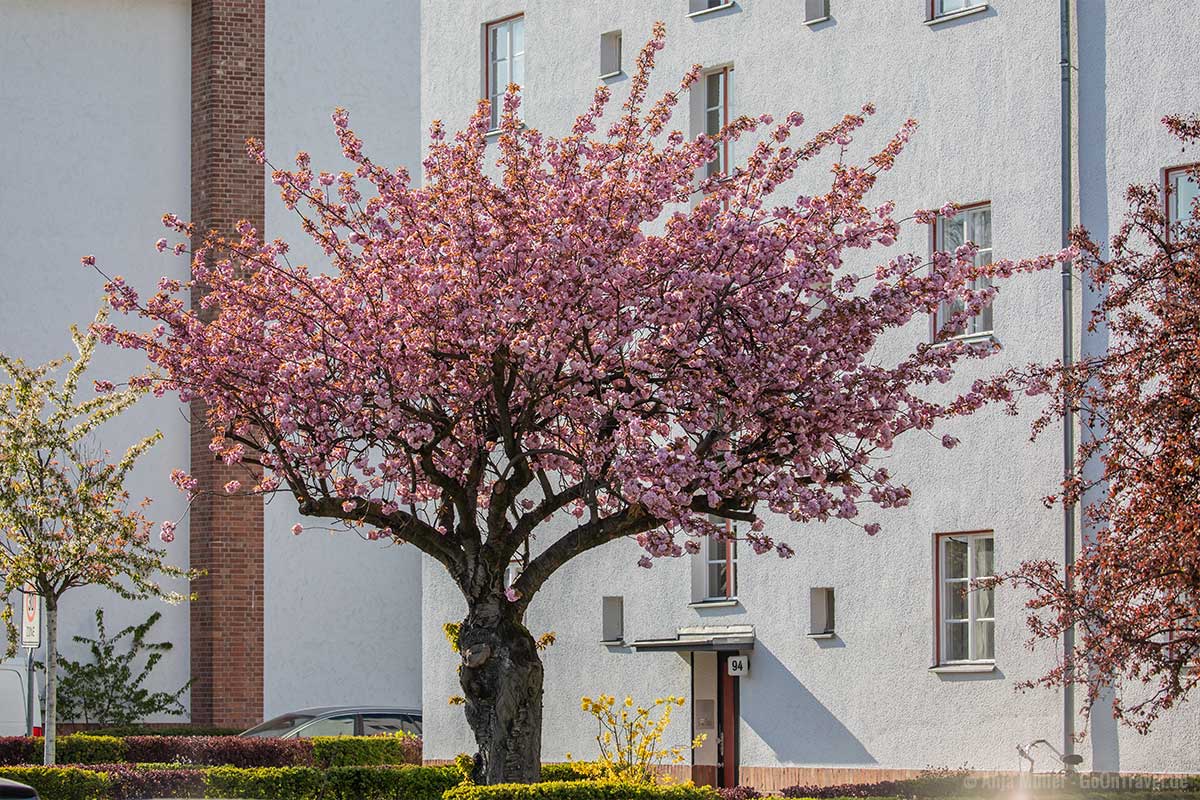 Alter Kirschbaum in der Parchimer Allee