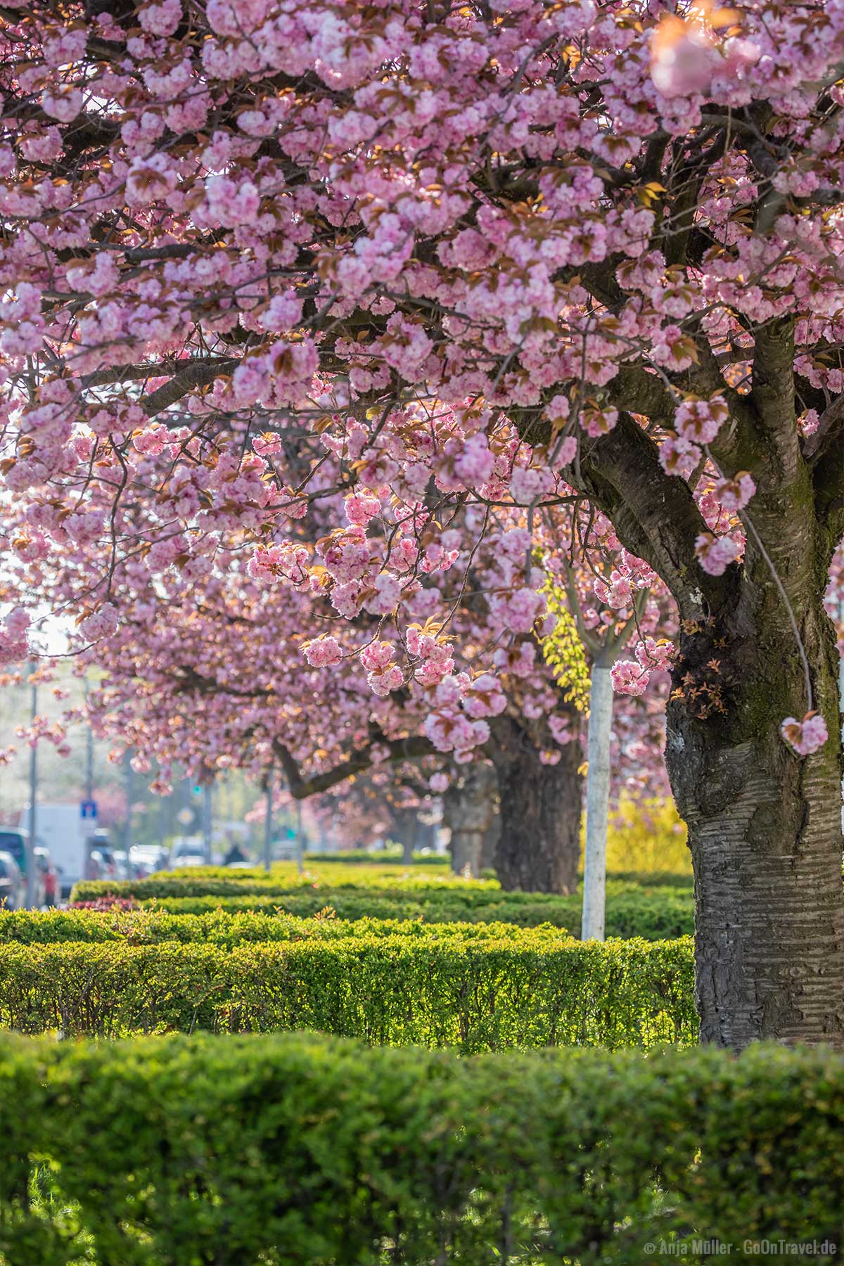 Kirschblüte in der Parchimer Allee