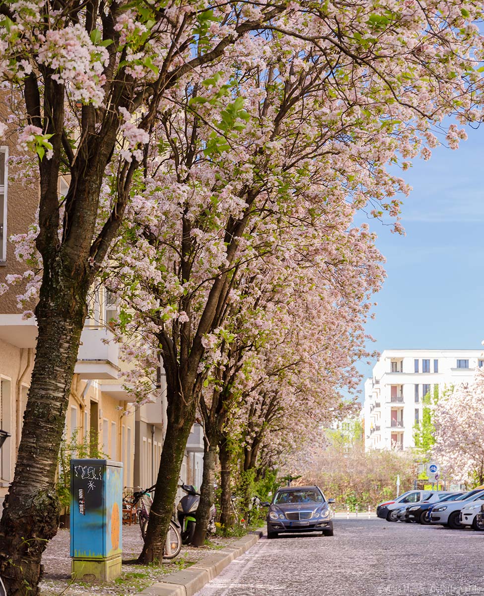 Kirschblüte in Berlin