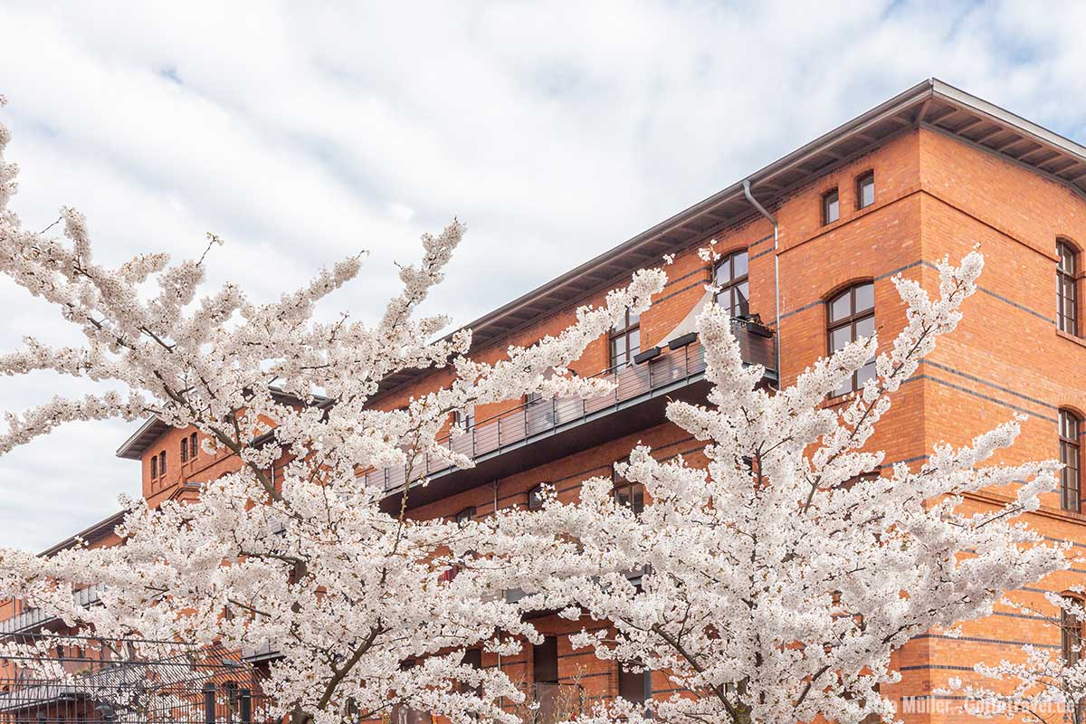 Weiße Blüte vor roten Backstein