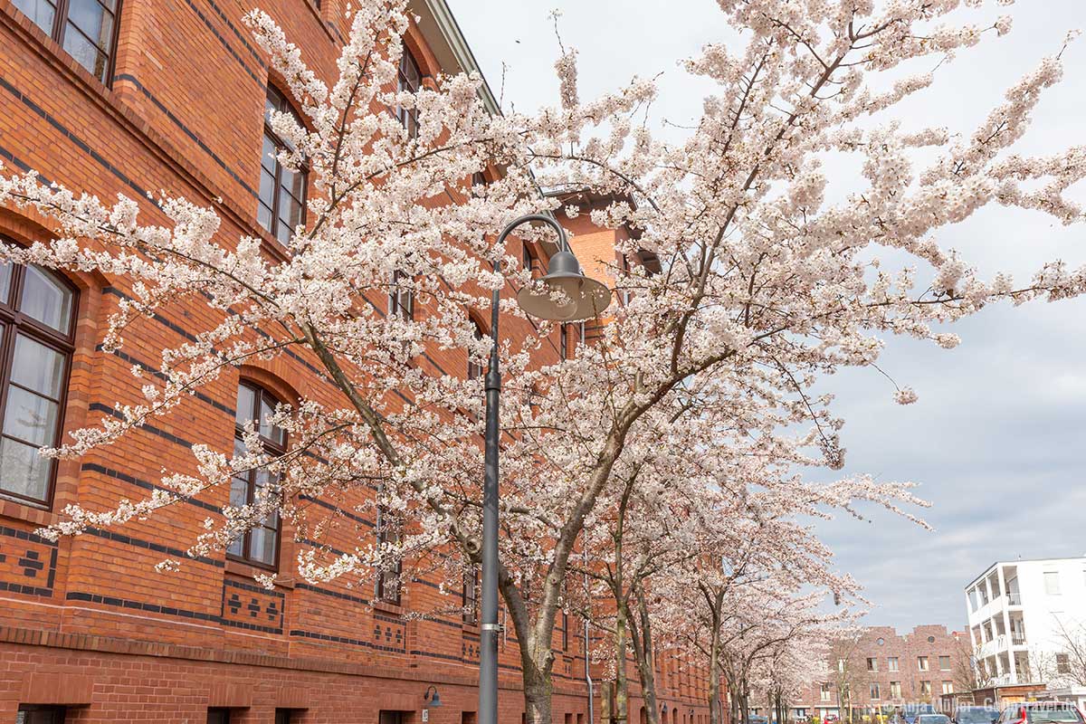 Weiße Kirschblüte in der Kosanke-Siedlung