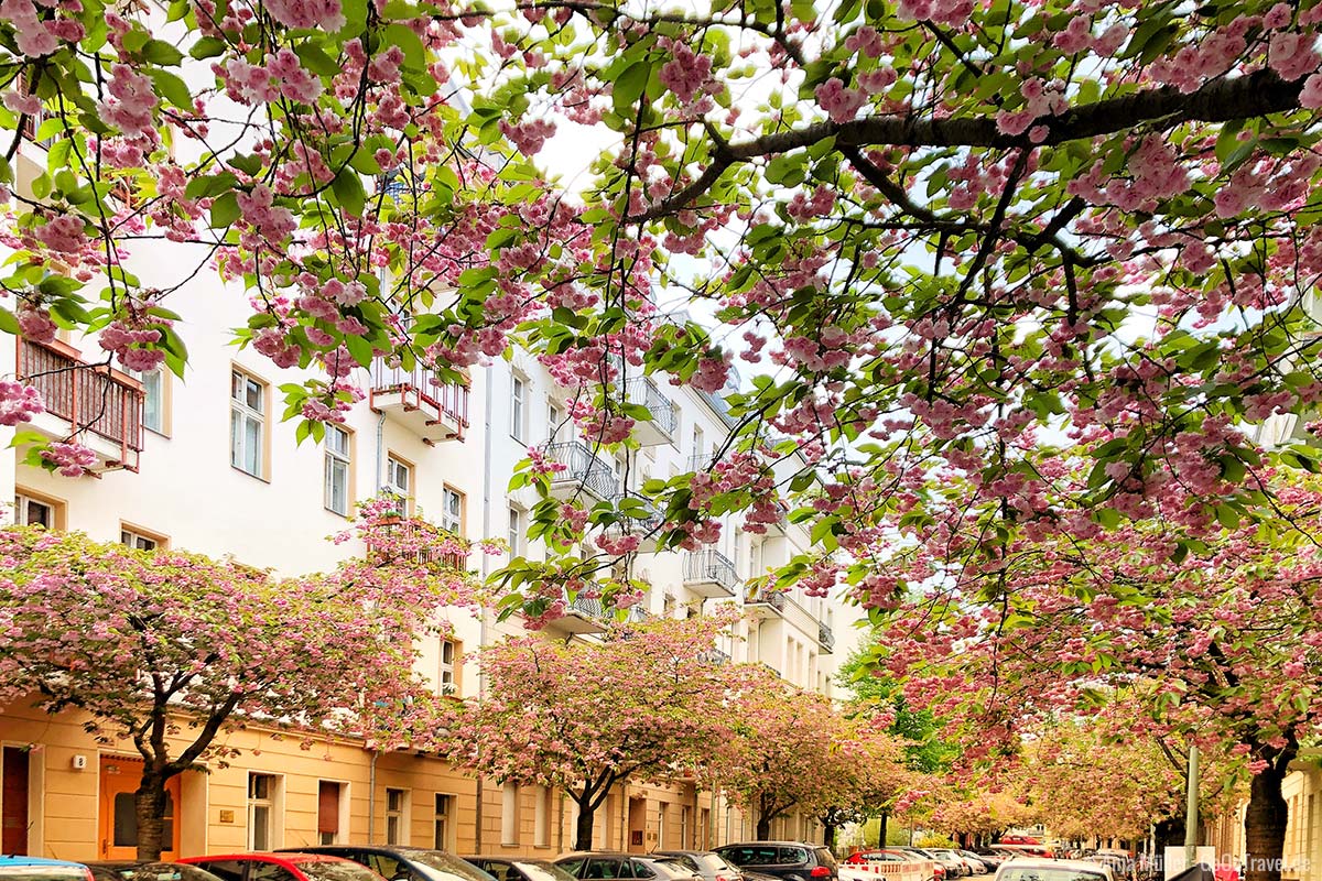 Kirschblüten in der Raabestraße in Prenzlauer Berg