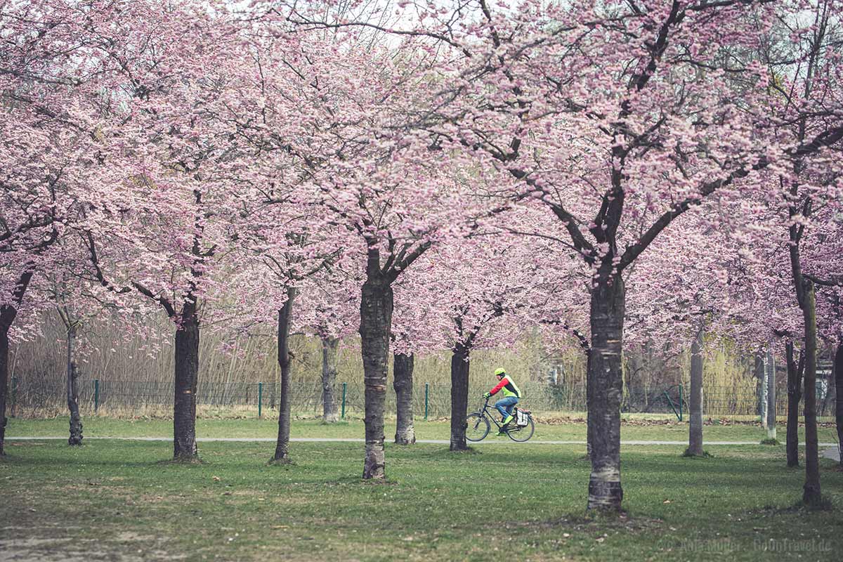 Die Bäume an der Wollankstraße wurden im Rahmen im Rahmen der Sakura Kampagne gepflanzt.