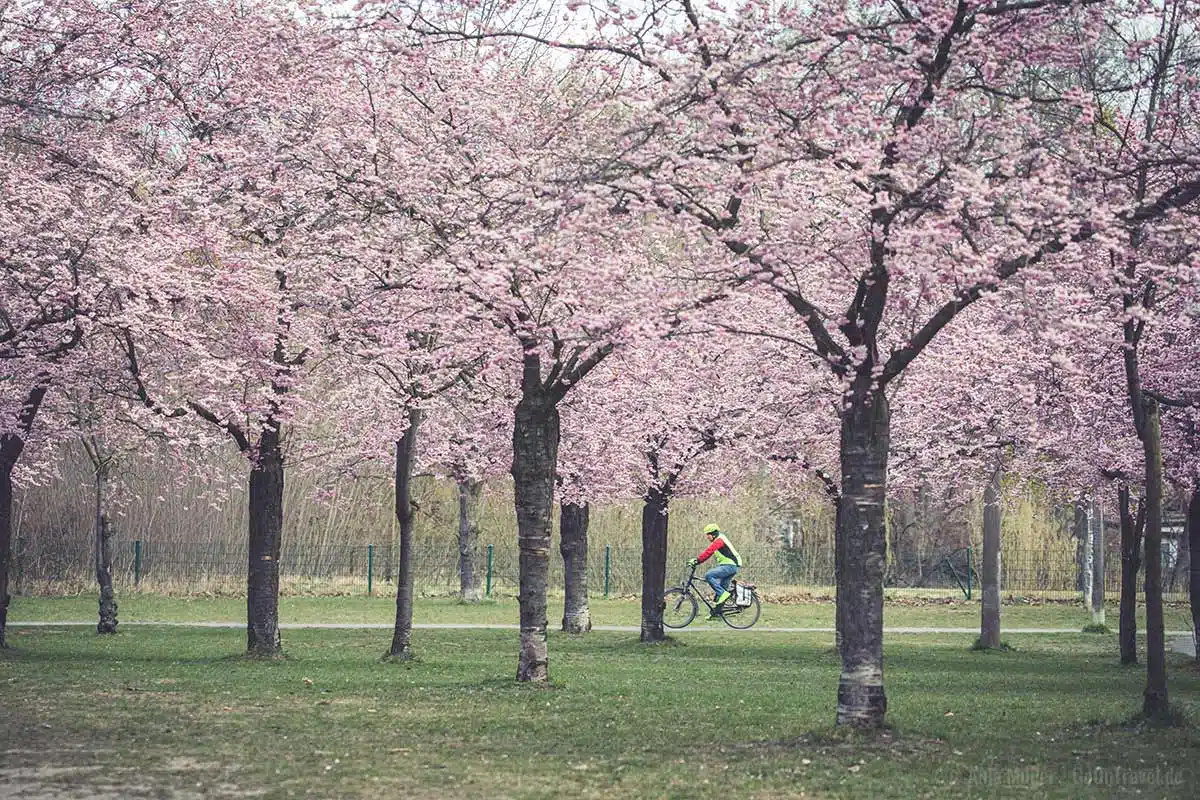 Die Bäume an der Wollankstraße wurden im Rahmen im Rahmen der Sakura Kampagne gepflanzt. Die Bäume an der Wollankstraße wurden im Rahmen im Rahmen der Sakura Kampagne gepflanzt.