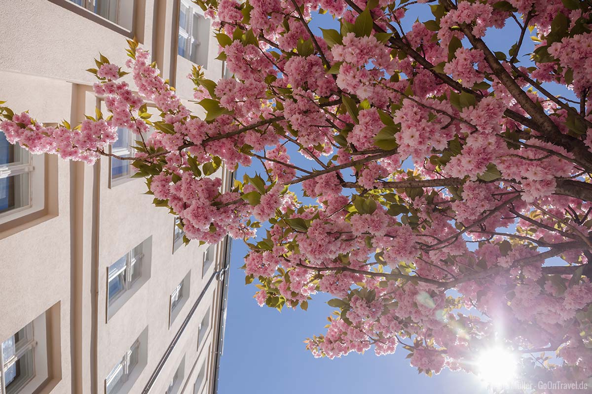 Faszination Kirschblüte in Berlin