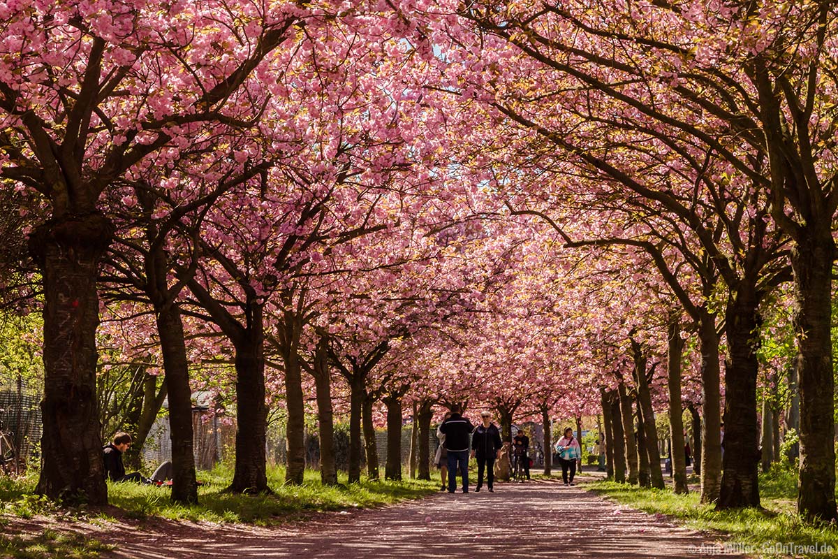 Ein rosafarbenes Dach an der Bornholmer Straße