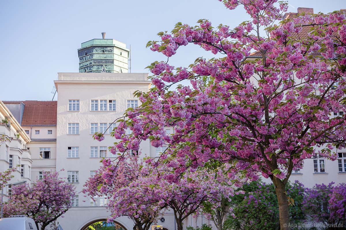 Kirschblüte in den Ceciliengärten mit Blick auf den Atelierturm