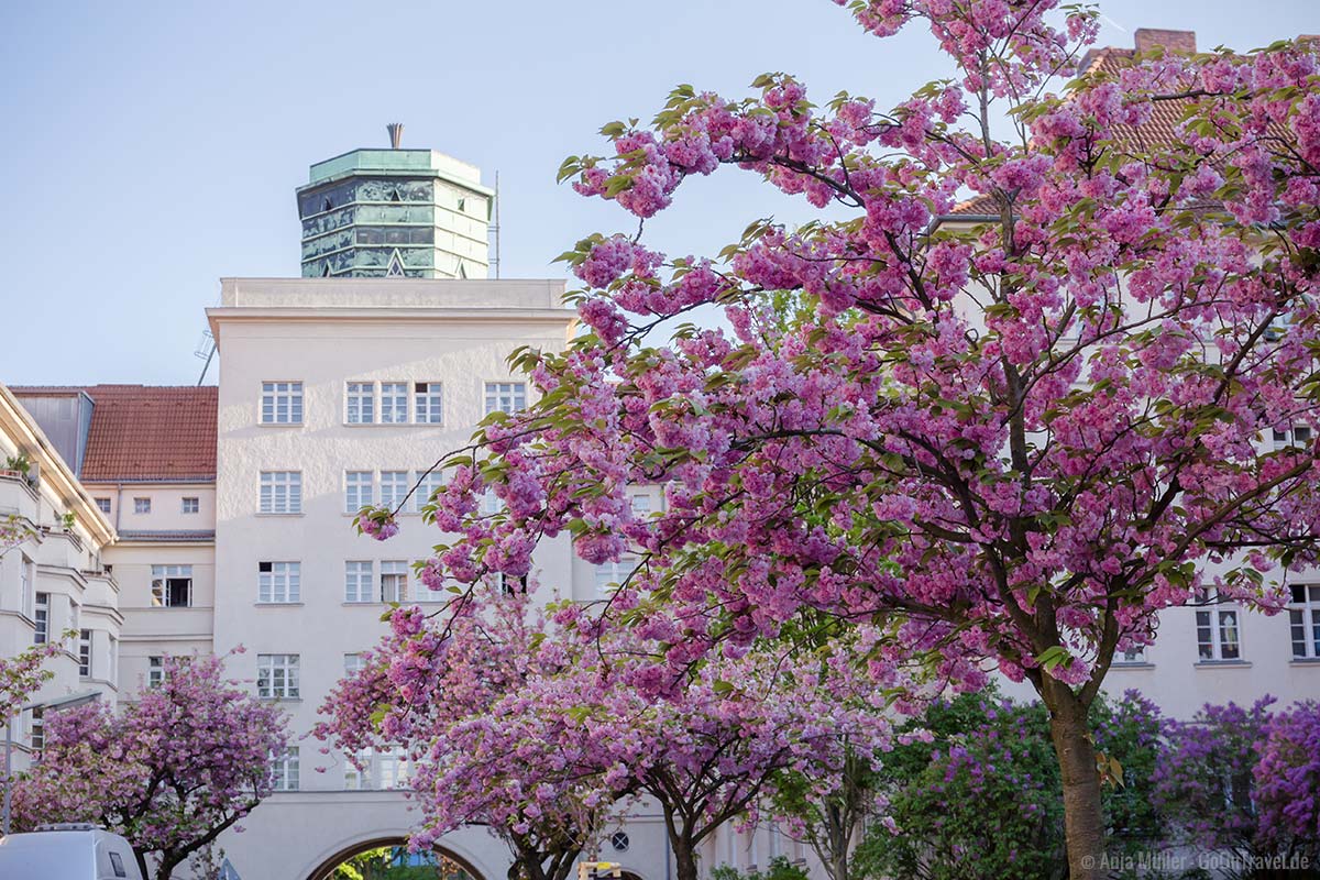 Kirschblüte in den Ceciliengärten mit Blick auf den Atelierturm