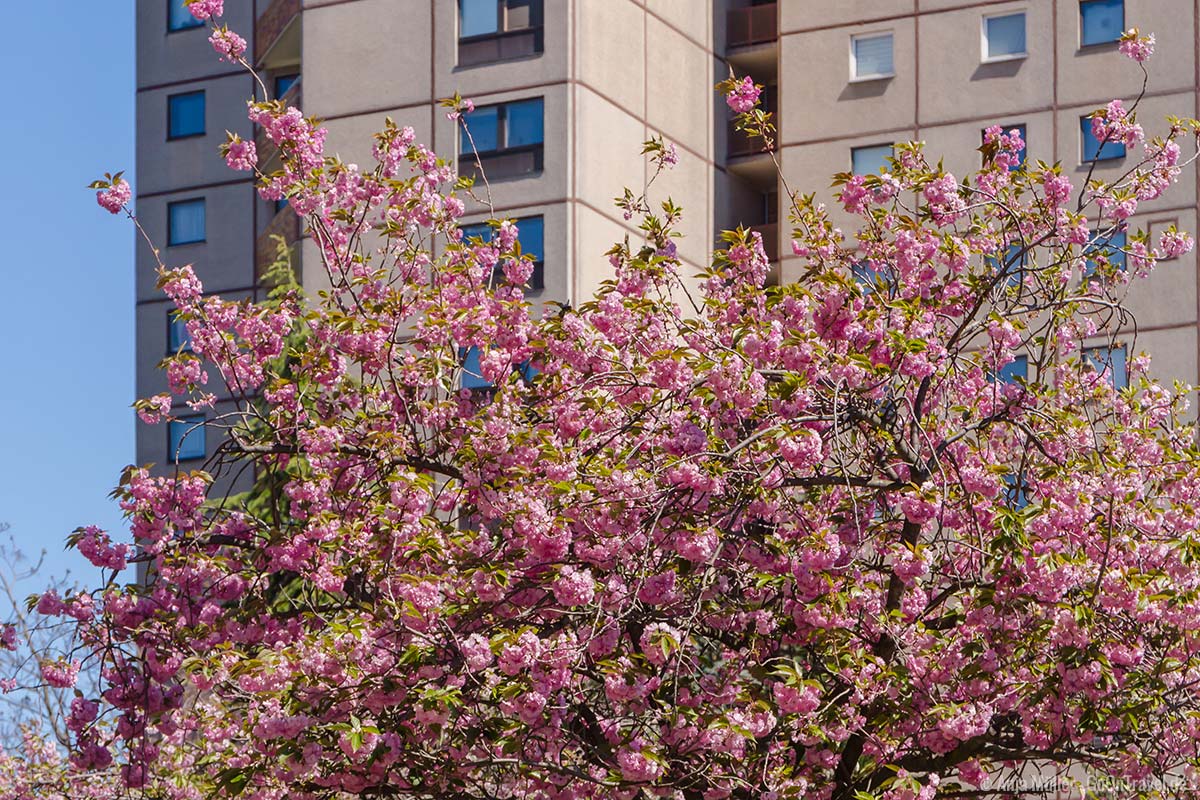 Kirschblüten in Berlin