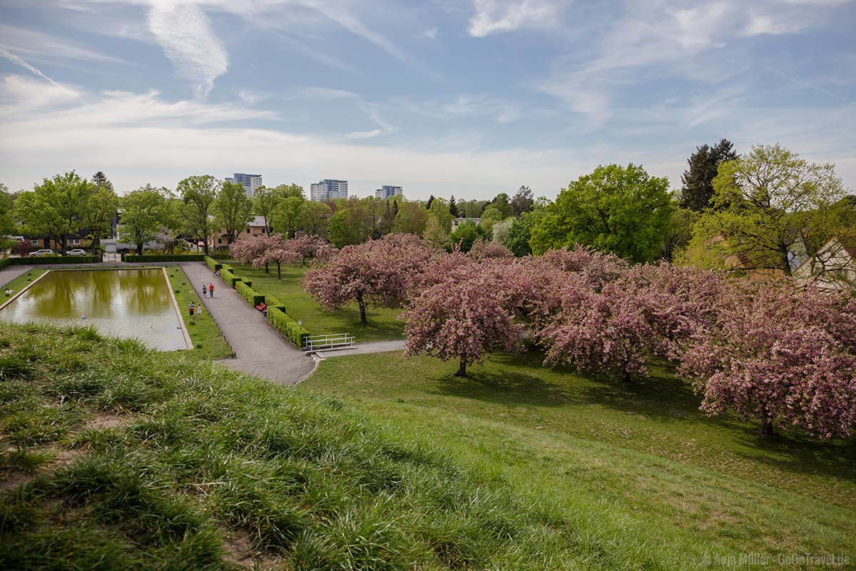 Blick auf die Kirschblüte im Lilienthalpark