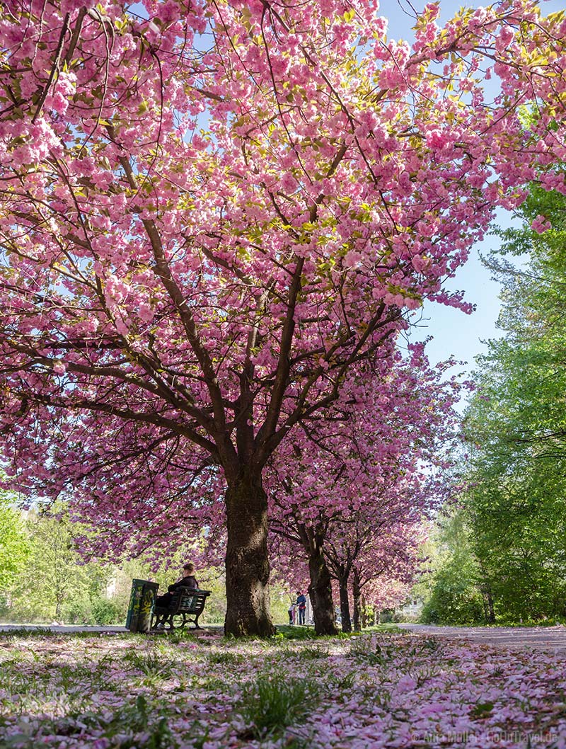 Kirschblüte am Mauerweg in Berlin Treptow