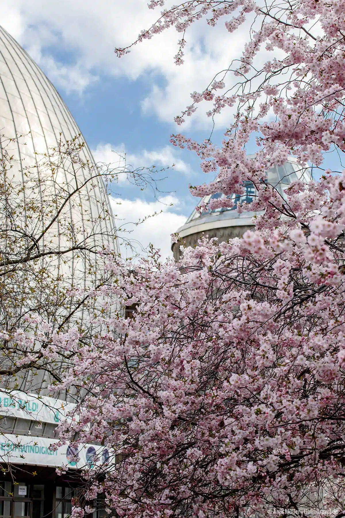 Rosa Kirschblüte mit dem Zeiss-Großplanetarium Rosa Kirschblüte mit dem Zeiss-Großplanetarium