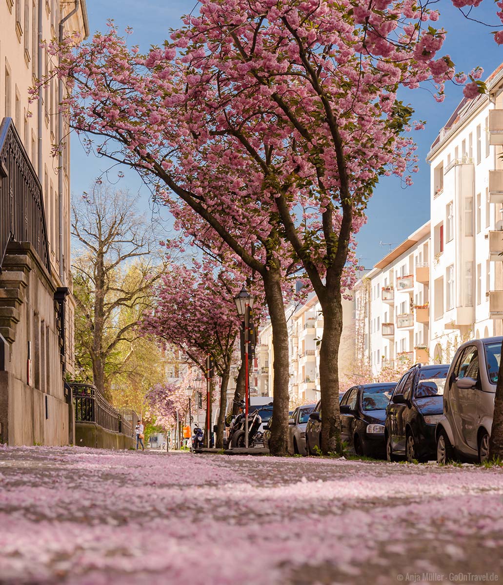 Kirschblüte in Berlin Schöneberg