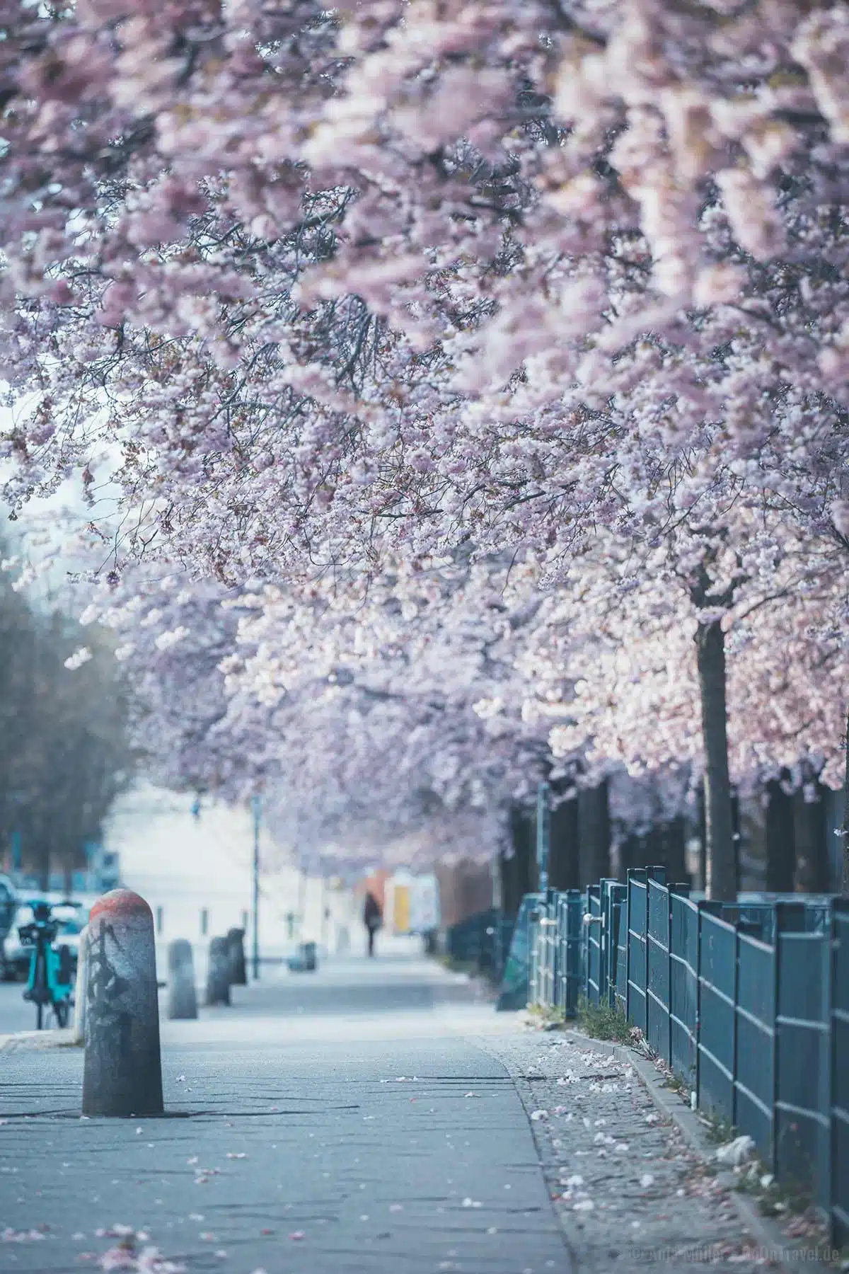 Kirschbäume an der Schwedter Straße am besten am Morgen besuchen