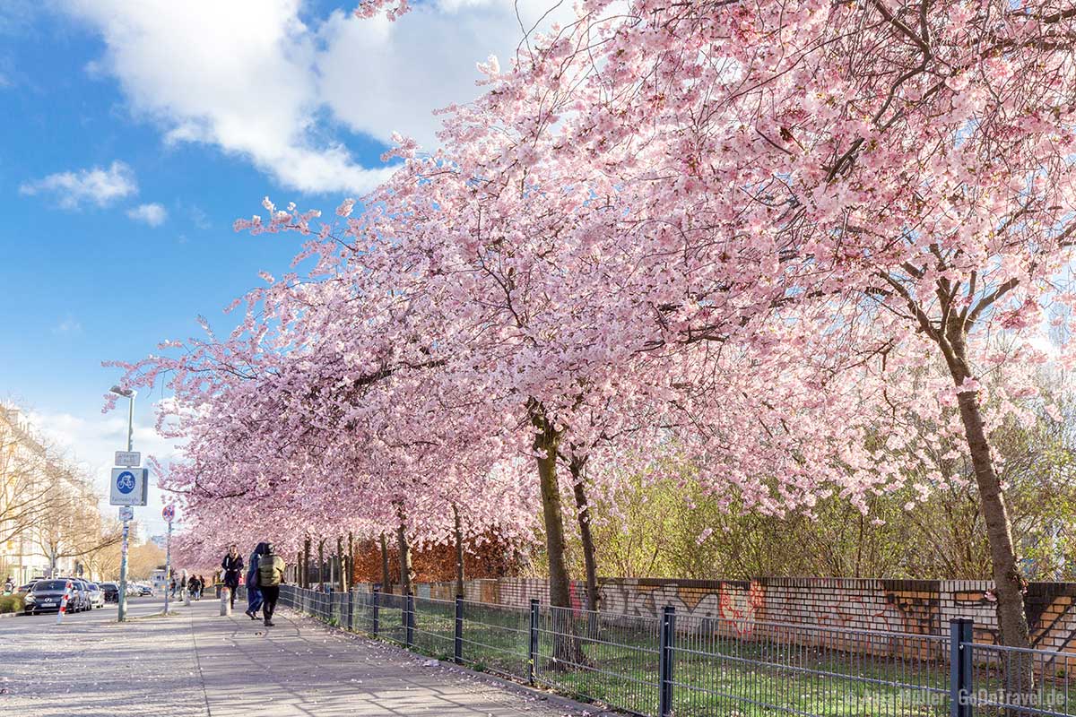 Kirschbäume an der Schwedter Straße