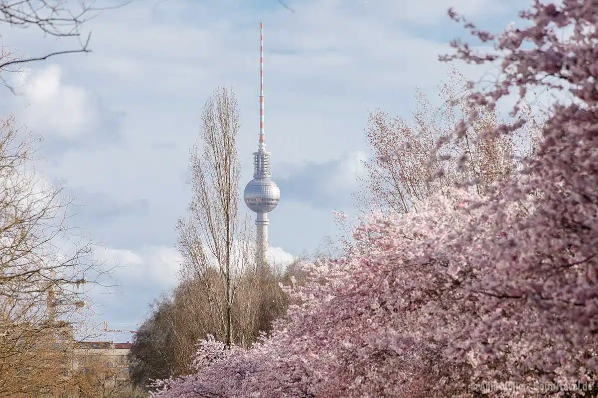 Kirschblüte und Berliner Fernsehturm geben ein harmonisches Bild ab