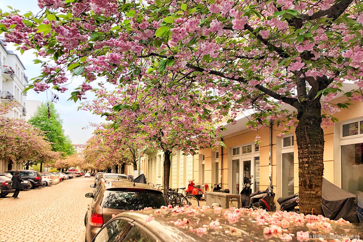 Kirschblüten in der Raabestraße im Winsviertel