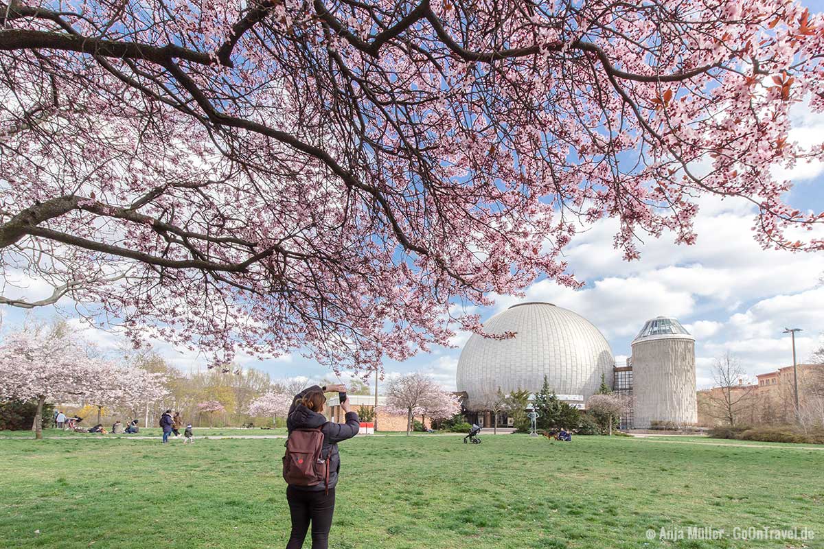 Kirschblüte am Zeiss-Großplanetarium