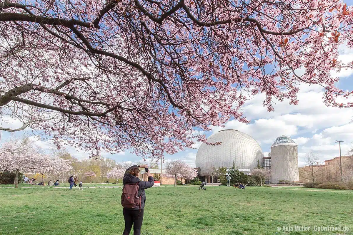 Kirschblüte am Zeiss-Großplanetarium Kirschblüte am Zeiss-Großplanetarium