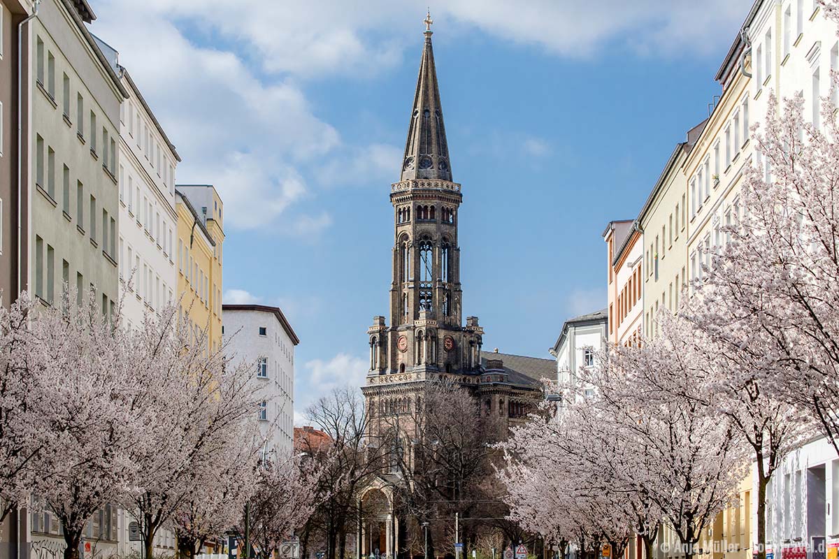 Weiße Kirschblüte mit der Zionskirche im Hintergrund