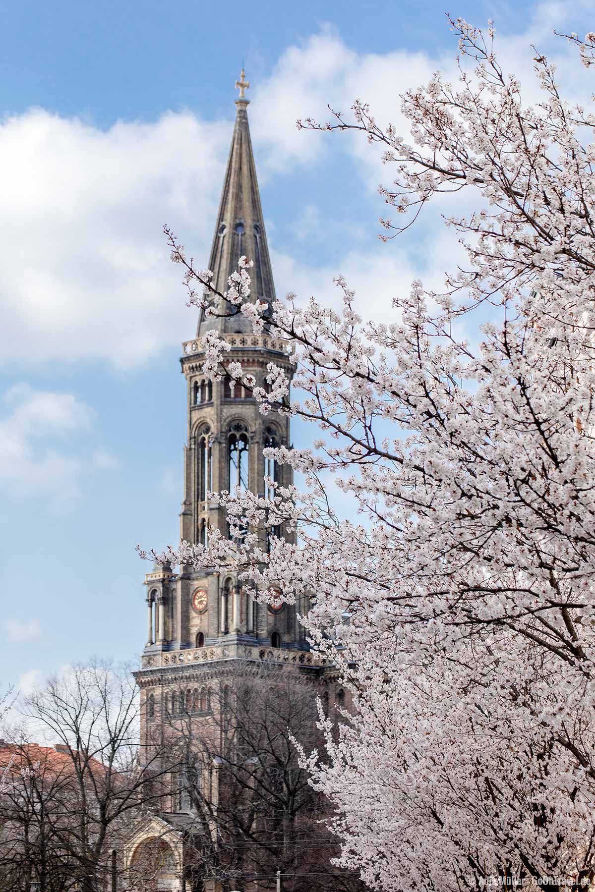 Kirschblüte in Berlin