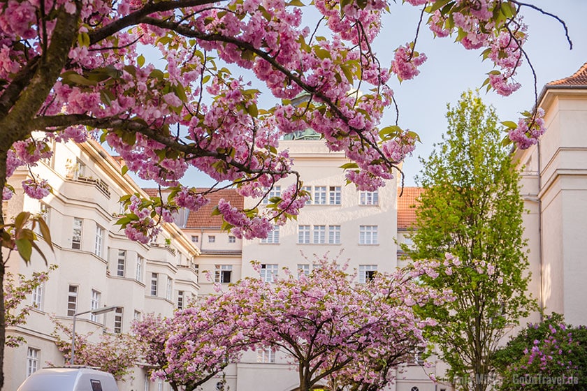 Kirschblüte in Berlin