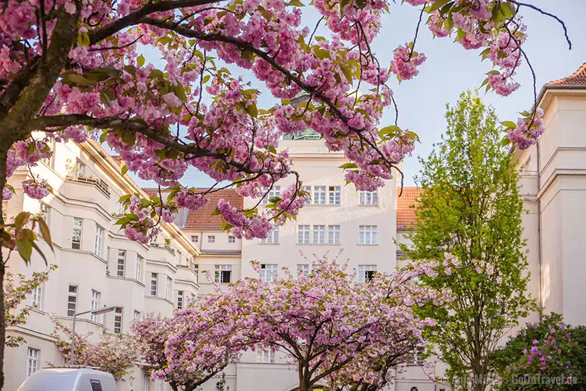 Kirschblüte in Berlin Kirschblüte in Berlin