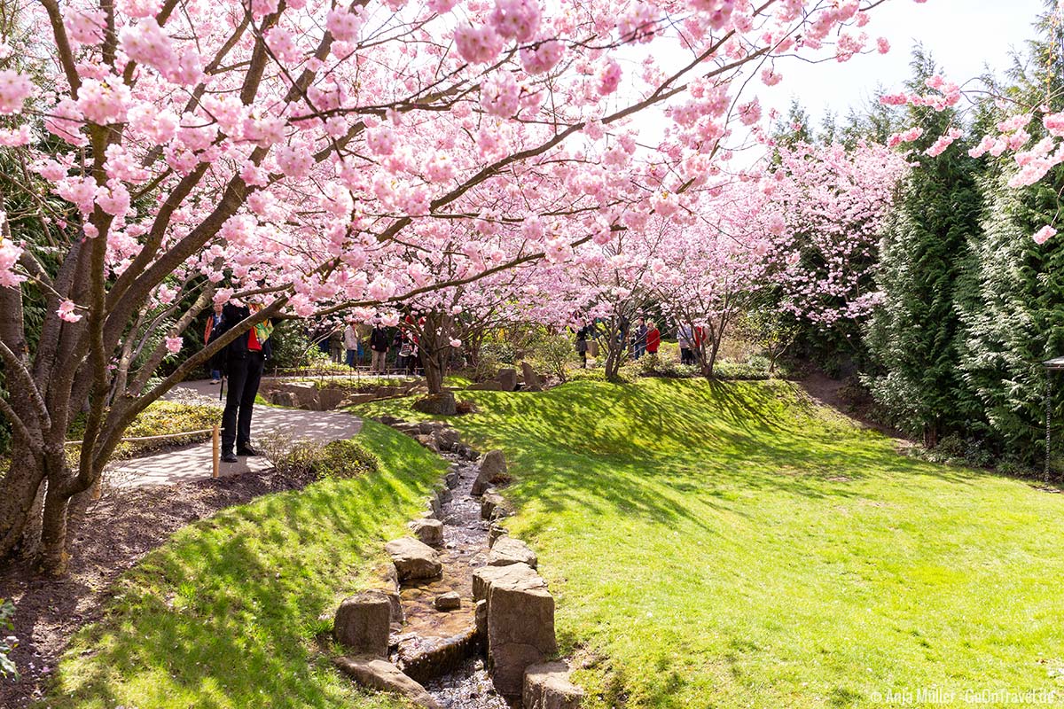 Kirschblüte in den Gärten der Welt