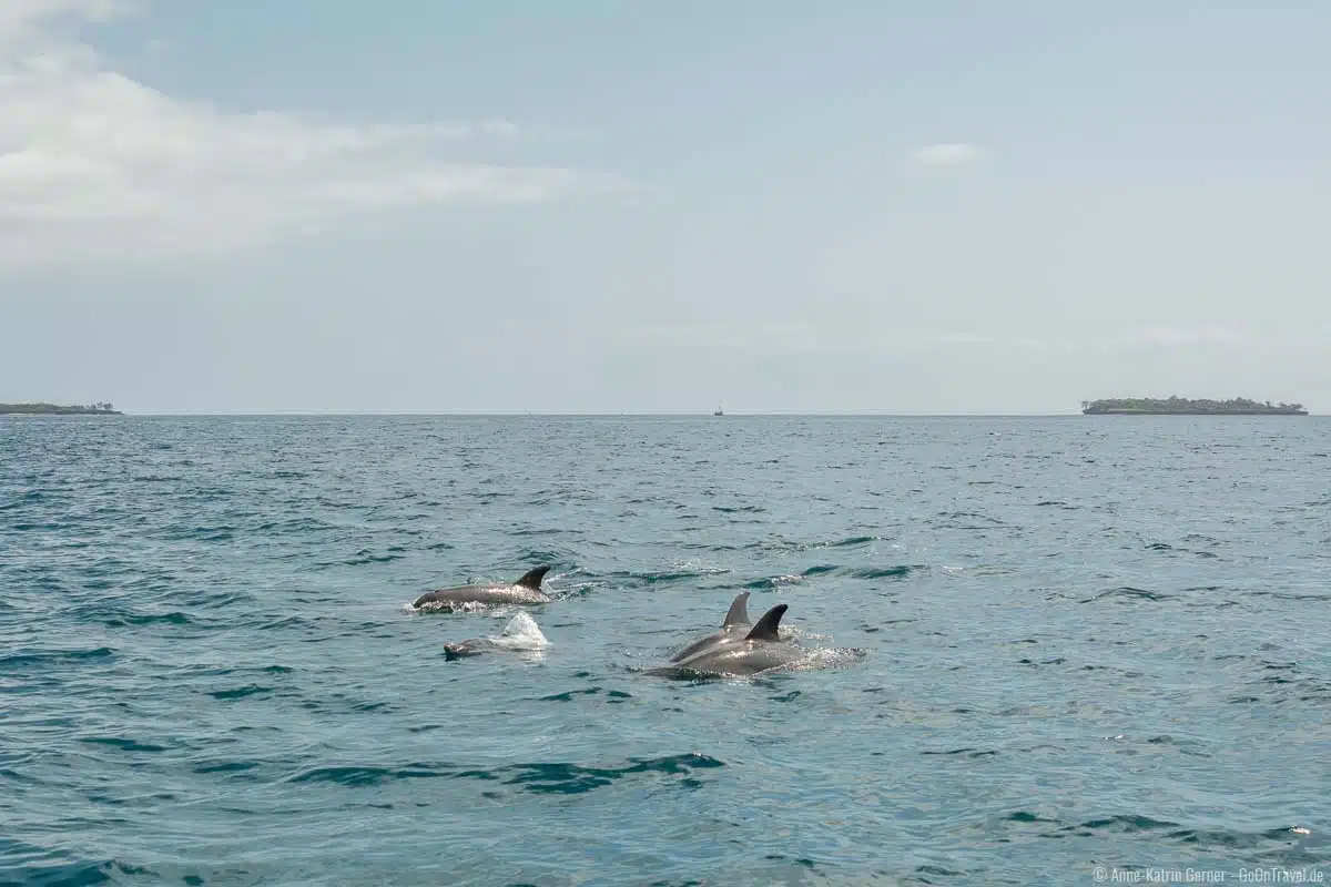 Delfinschule vor Wasini Island