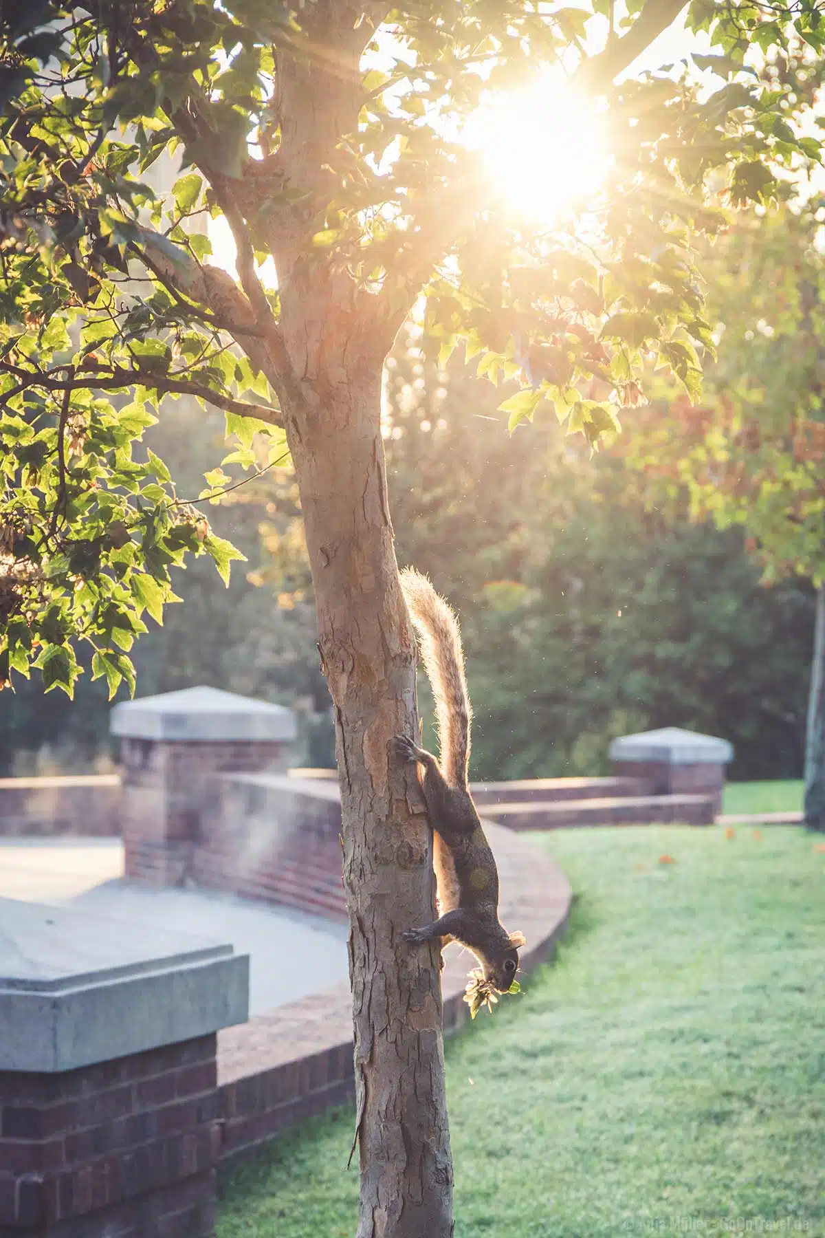 Eichhörnchen im Morgenlicht auf dem Campus der University of Tennessee