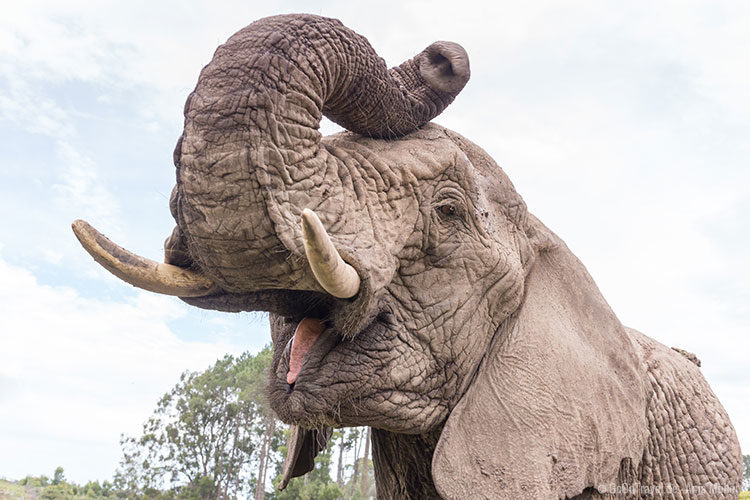 Im Knysna Elephant Park kommt man Elefanten ganz nah Im Knysna Elephant Park kommt man Elefanten ganz nah