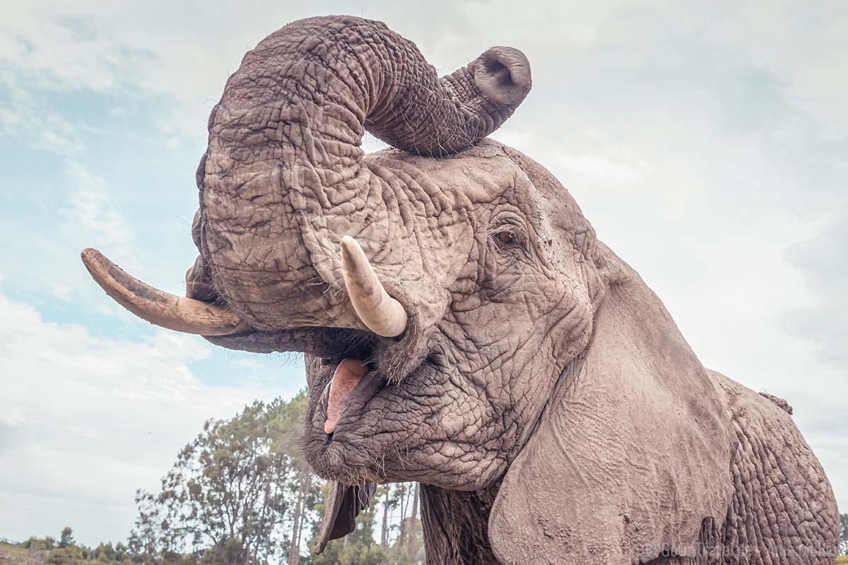 Im Knysna Elephant Park kommt man Elefanten ganz nah