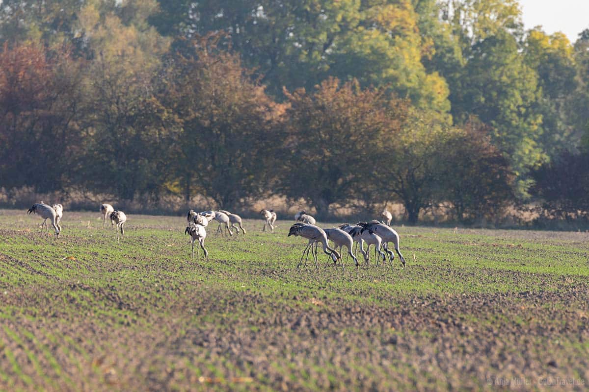 Kraniche beim Äsen auf dem Feld