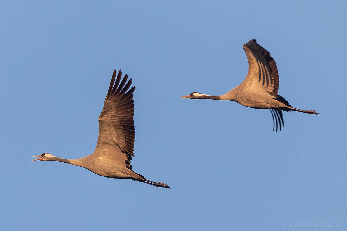 Kranichschrei im Flug