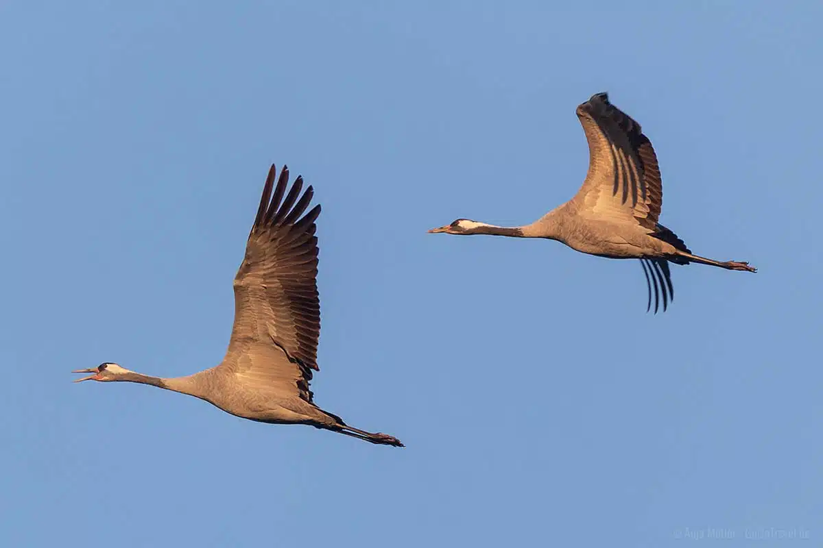 Kranichschrei im Flug Kranichschrei im Flug