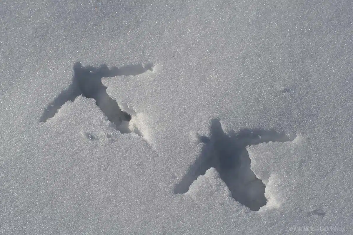 Kranichspuren im Schnee