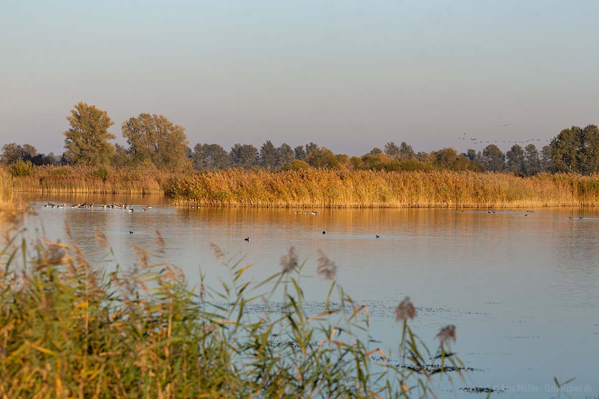 Teichwiesen bei Linum