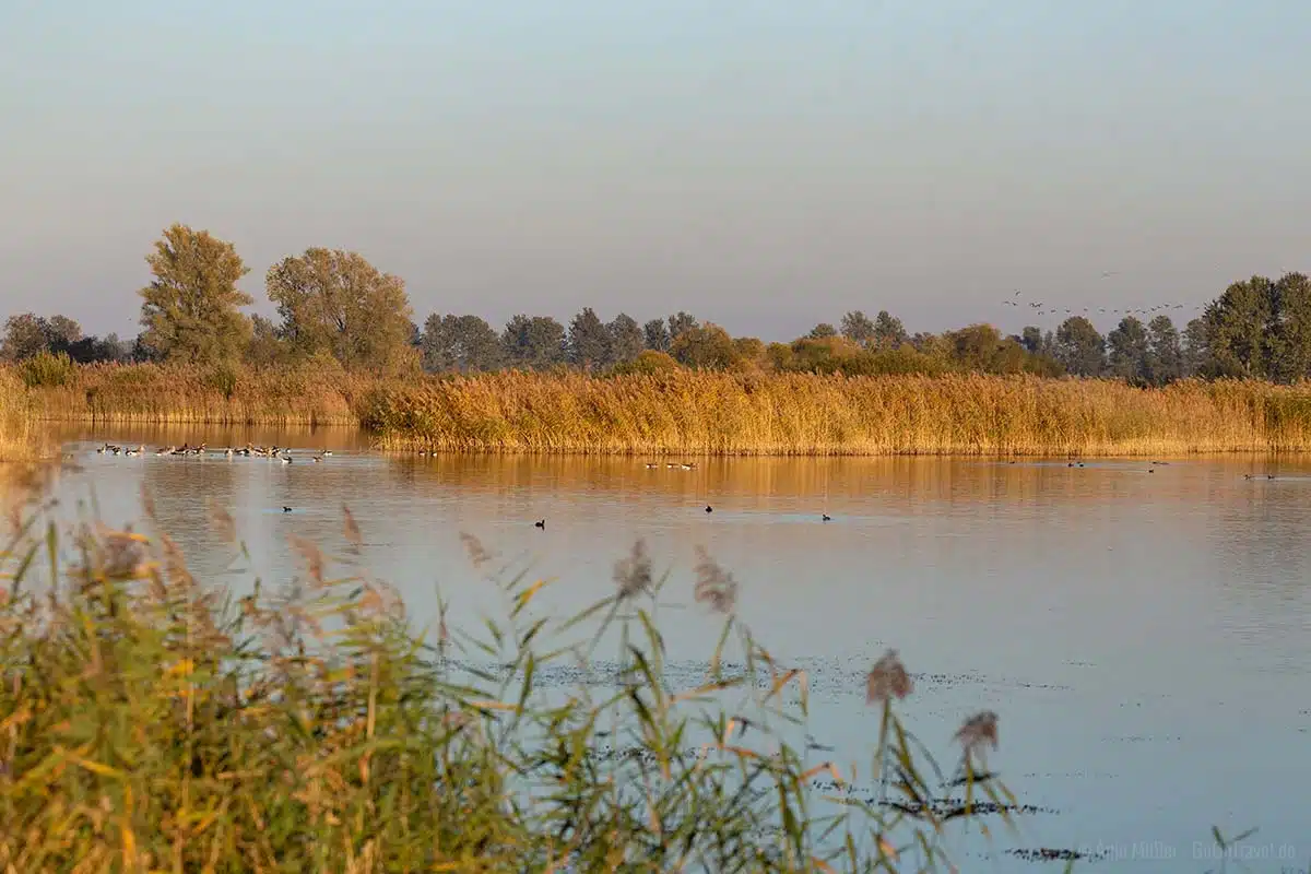 Teichwiesen bei Linum Teichwiesen bei Linum