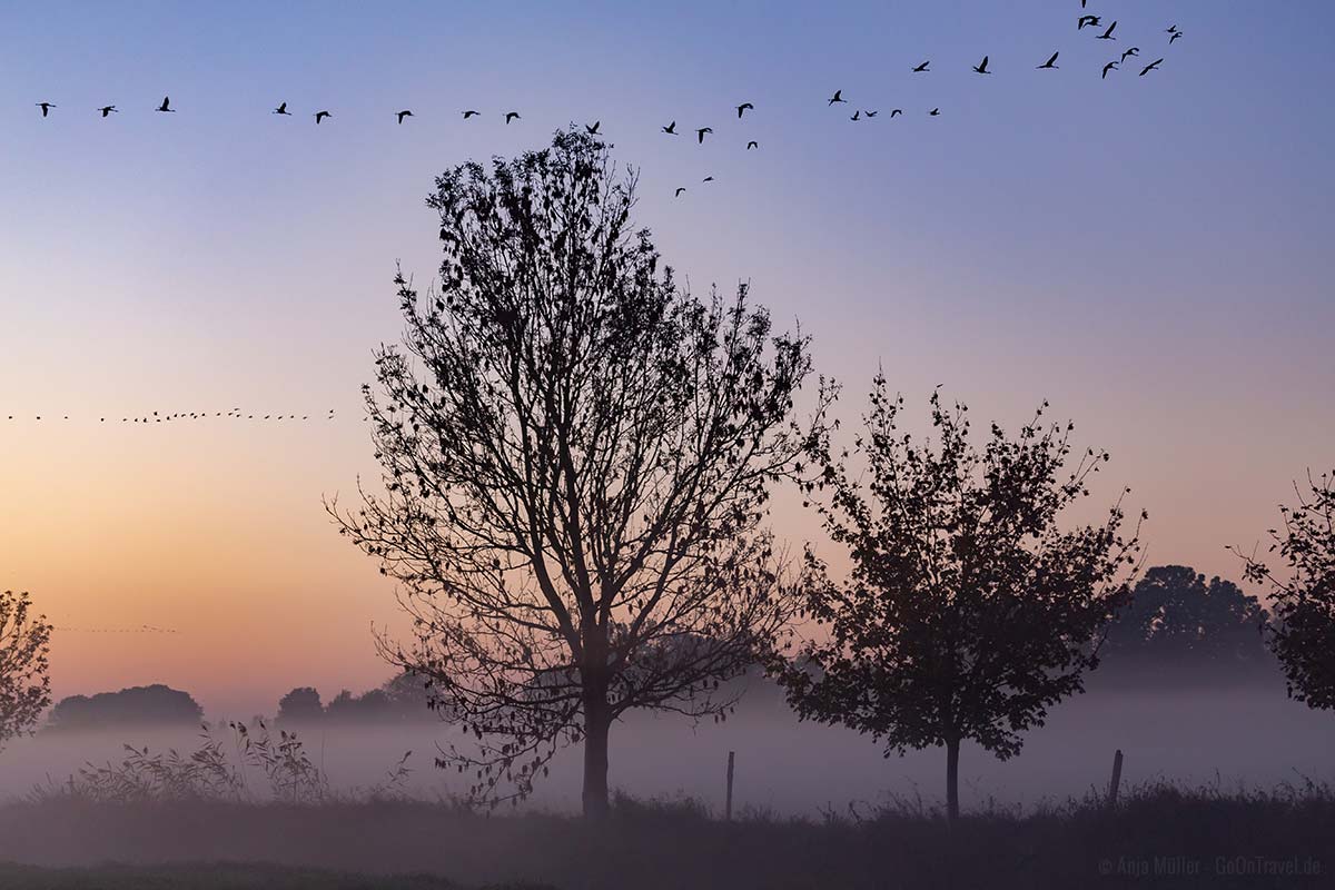 Kraniche im Morgennebel