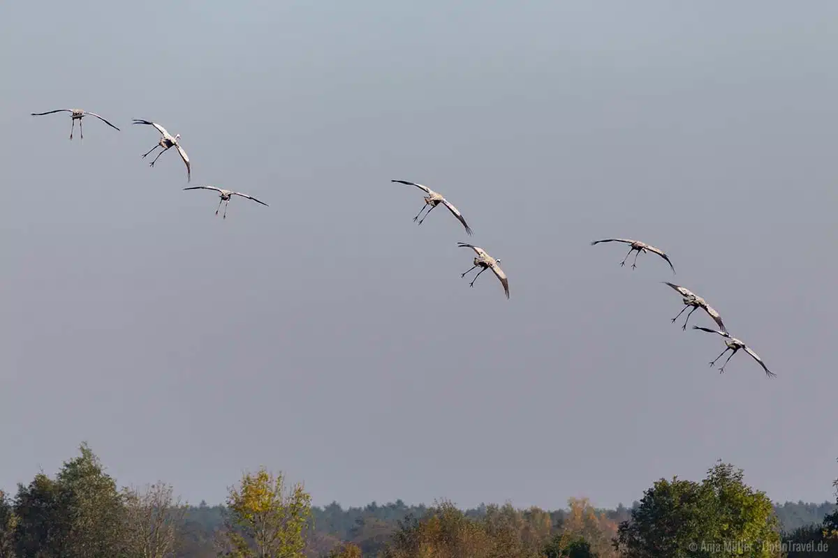 Kraniche im Landeanflug auf ein Feld Kraniche im Landeanflug auf ein Feld