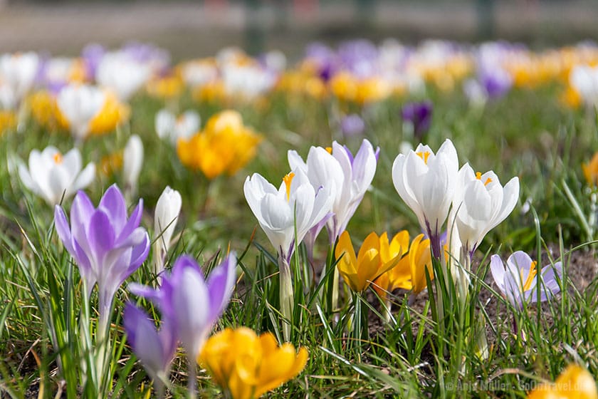 Wiese mit Krokussen