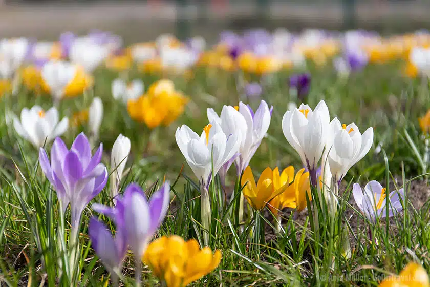 Wiese mit Krokussen Wiese mit Krokussen