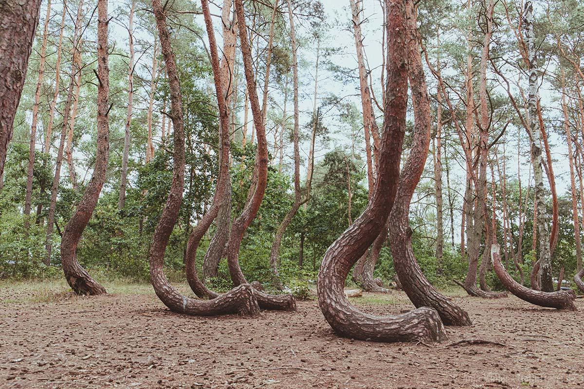 Krummer Wald in Polen