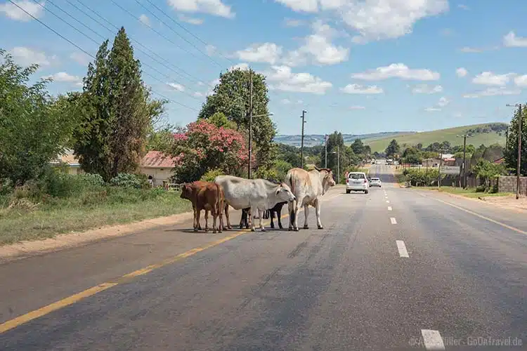 Kühe auf der Straße, irgendwo in Südafrika