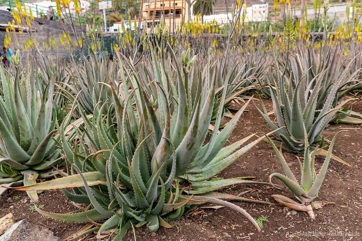 Hermigua Aloe Vera Plantagen Hermigua Aloe Vera Plantagen